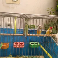 فروش پرنده گلدین 3 فنچ رنگارنگ