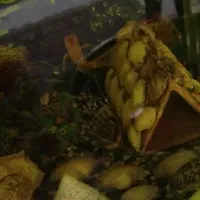 ماهی کت رافائل و کت فیش