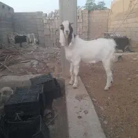 بیگ یا تیشتر نر افغانی داشتی|حیوانات مزرعه|مسجد سلیمان, |دیوار