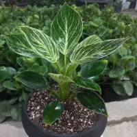 گل‌های آپارتمانی|گل و گیاه طبیعی|تهران, هاشمی|دیوار