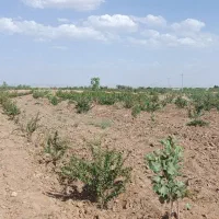 زمین کشاورزی|فروش دفتر صنعتی، کشاورزی، تجاری|بیرجند, |دیوار