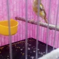 قناری مرغ عشق عروس کوتوله فنچ سهره