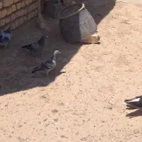 کفتر