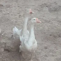 قوغازفروشی