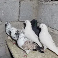 فروش ۸ عدد کار درست|حراج|شاهرود, |دیوار