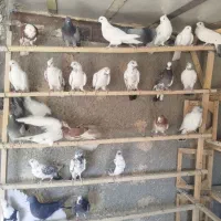 29تا کفتر پرشتی به خاطر جابجایی میفروشم