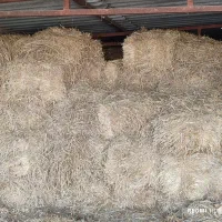 کاه|لوازم جانبی حیوانات|گنبد کاووس, |دیوار