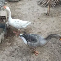 دوتا غاز محلی سالم|حیوانات مزرعه|کلاله, |دیوار