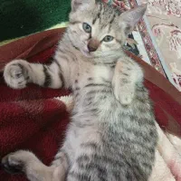 واگذاری بچه گربه|گربه|تنکابن, |دیوار