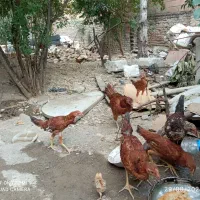 مرغ جوجه خروس محلی