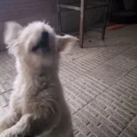 فروش یک سگ شیتزو|سگ|فرخ‌شهر, |دیوار