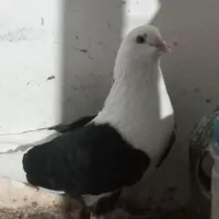 کبوتر دوکت مشکی نر