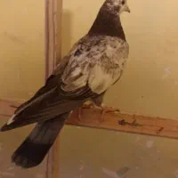 کبوتر طوقی خال پیس شازده پیس کله دم سبز