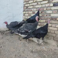بوقلمون ماده زیر قیمت به علت مهاجرت