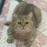 واگذاری گربه دوست‌داشتن کیومرث