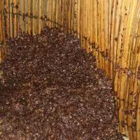 خرما مهری تمیز