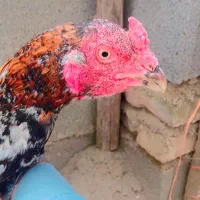 خروس نوک طوطی تاج میل