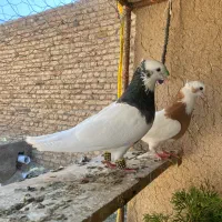 یه جفت کبوتر طوقی کاکلی