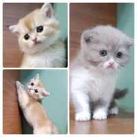 گربه بریتیش ny11/ny12