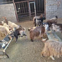 بز  داشتی  و کشتی|حیوانات مزرعه|خرم‌آباد, |دیوار