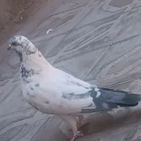 نر شغال پرشی