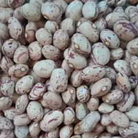 لوبیاچیتی ولپه لوبیا|خوردنی و آشامیدنی|شیراز, شهرک ترکان|دیوار