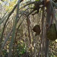 نهال فروشی منفردی|خدمات باغبانی و درختکاری|میاندوآب, |دیوار