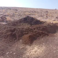 کود گوسفندی
