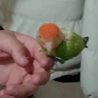 طوطی برزیلی معاوضه|پرنده|قرچک, زیبا شهر|دیوار