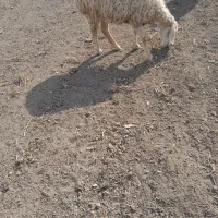 ۲ عدد شیشک فروشی بوغاز هستن