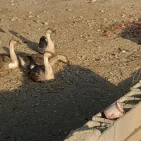 قوغاز|حیوانات مزرعه|یاسوج, |دیوار