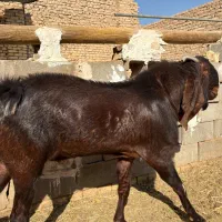 چپش پاکستانی