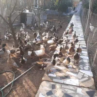 اردک پروازی و محلی|حیوانات مزرعه|رودبنه, |دیوار