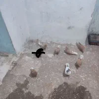 9تا کفتر مفت