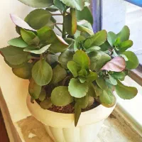 گل‌ طبیعی  پتوس قاشقی|گل و گیاه طبیعی|کوهدشت, |دیوار