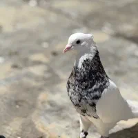 طوقی هفت رنگ