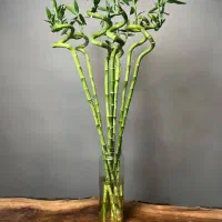 بامبو|گل و گیاه طبیعی|شیراز, کوشک بیدک|دیوار