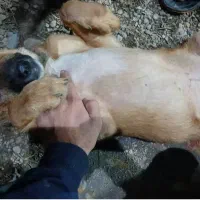 ۵ ماهه سگ نَر|سگ|رشت, حومه رشت|دیوار