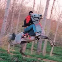 اسب|اسب و تجهیزات اسبسواری|میاندوآب, |دیوار