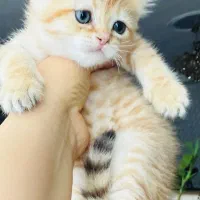 گربه بریتیش نر