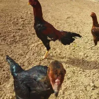 مرغ و خروس لاری و بوقلمون