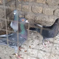 کفتر|پرنده|مشهد, امیرآباد|دیوار