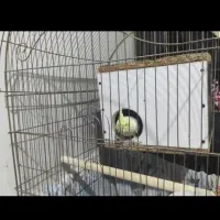 عروس هلندی و مرغ عشق|پرنده|آبادان, |دیوار