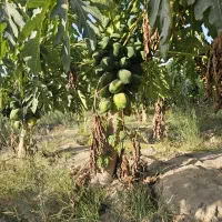 پاپایا|خدمات باغبانی و درختکاری|زرآباد, |دیوار