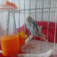 مرغ عشق نر مست بالغ