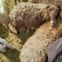 ۱۲بره نر شیری کشتاری هم پای پروار|حیوانات مزرعه|کوهدشت, |دیوار