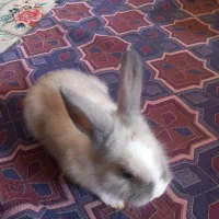 خرگوش|موش و خرگوش|تربت جام, جامی|دیوار