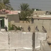 کبوتر خارجی