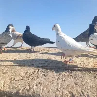 فروشی|پرنده|مه ولات, |دیوار