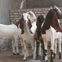 بزغاله ماده پاکستانی